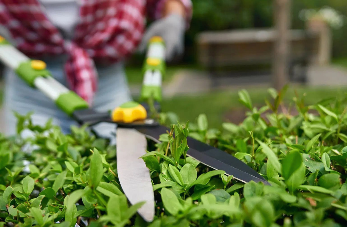 How Tree Trimming in Oregon City Improves the Health of Your Trees Image