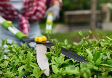 How Tree Trimming in Oregon City Improves the Health of Your Trees body thumb image